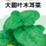 大圆叶大叶木耳菜农之子高产基地春夏秋三季可播营养丰富