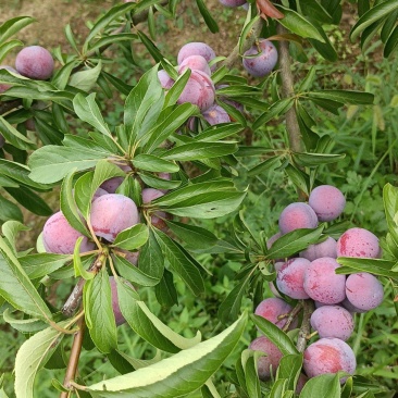 小脆红李四川苍溪脆红李基地直供量大从优供全国商超