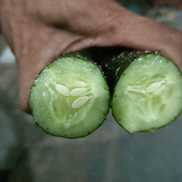 刺黄瓜