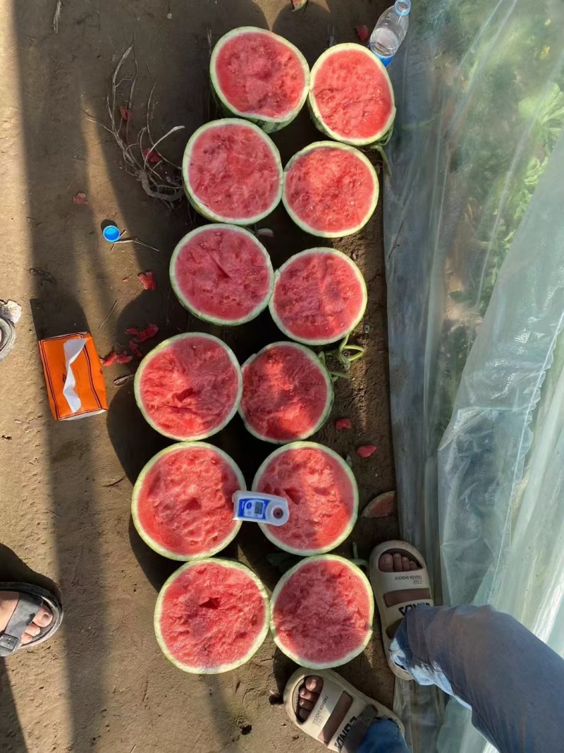 西瓜，美都8424无籽麒麟瓜，甜度14以上，个大皮薄。