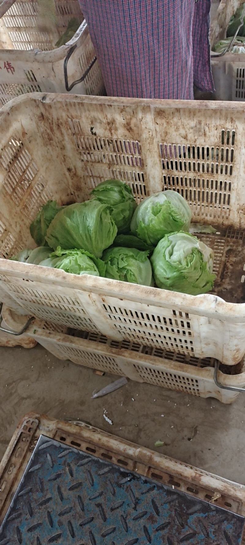 球生菜，精品球生菜大量上市，一手货源，产地直供，欢迎洽谈