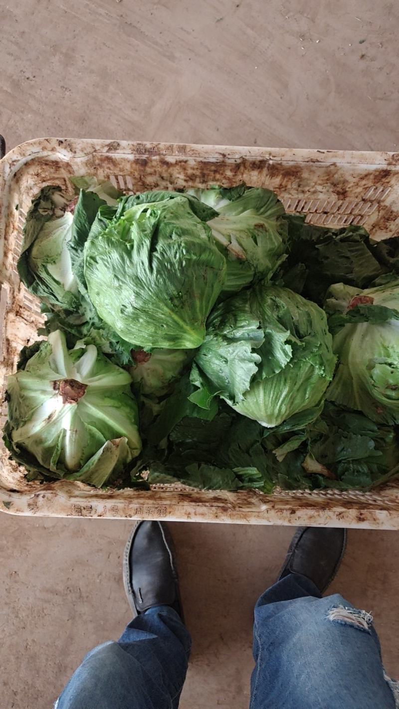 球生菜，精品球生菜大量上市，一手货源，产地直供，欢迎洽谈