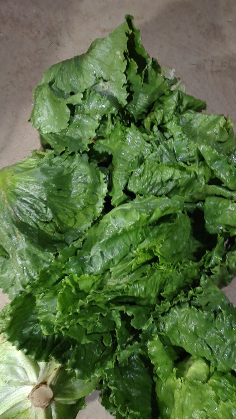 球生菜，精品球生菜大量上市，一手货源，产地直供，欢迎洽谈