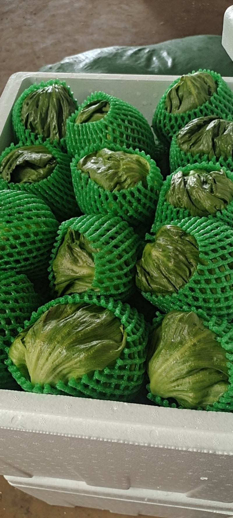 球生菜，精品球生菜大量上市，一手货源，产地直供，欢迎洽谈