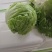 球生菜，精品球生菜大量上市，一手货源，产地直供，欢迎洽谈