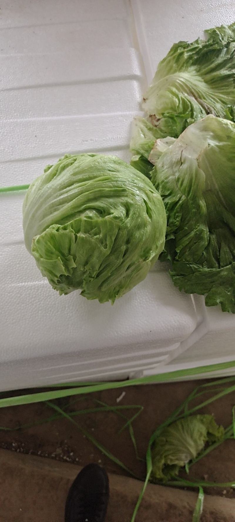球生菜，精品球生菜大量上市，一手货源，产地直供，欢迎洽谈