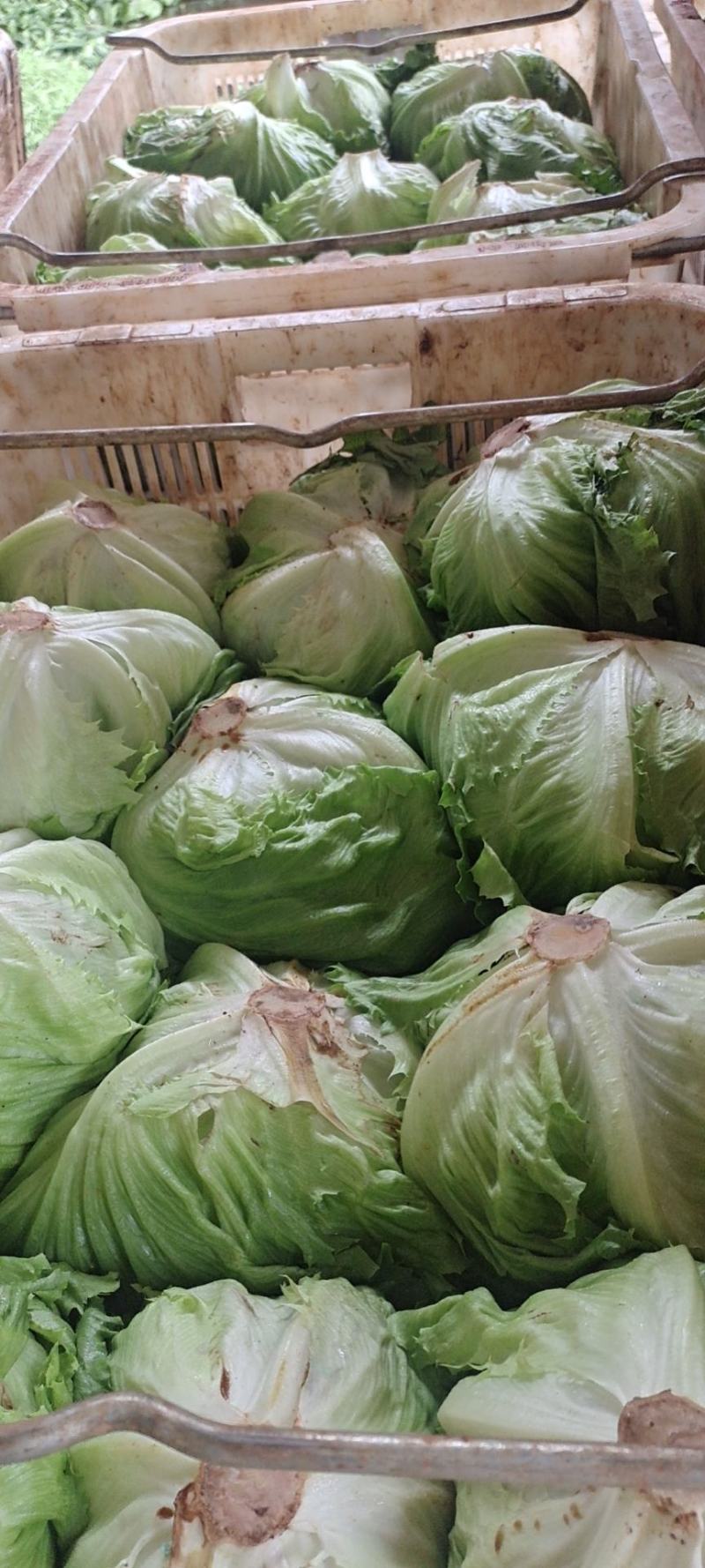球生菜，精品球生菜大量上市，一手货源，产地直供，欢迎洽谈