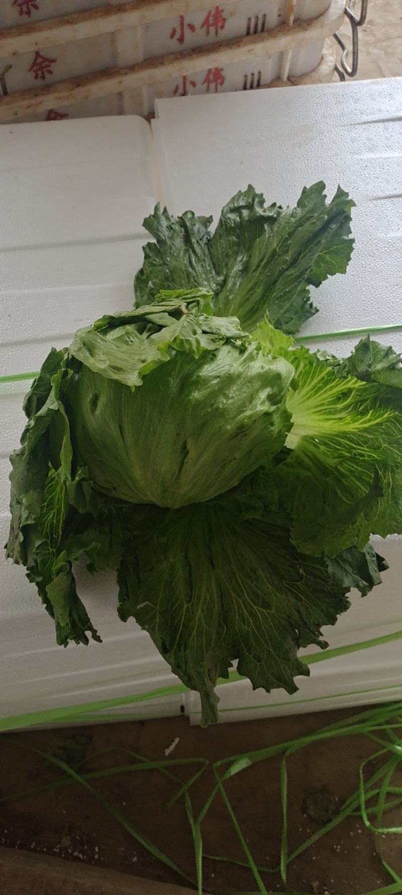 球生菜，精品球生菜大量上市，一手货源，产地直供，欢迎洽谈