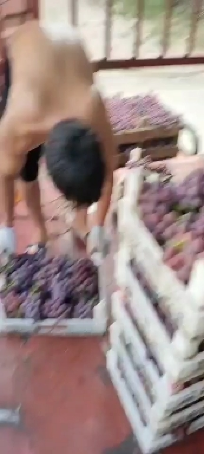 巨峰葡萄产地大量上市，