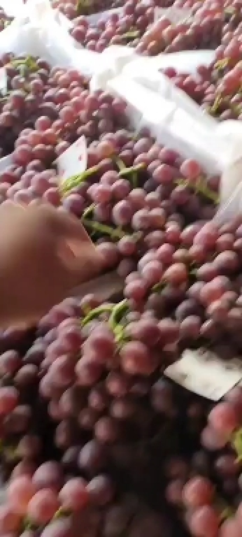 巨峰葡萄产地大量上市，