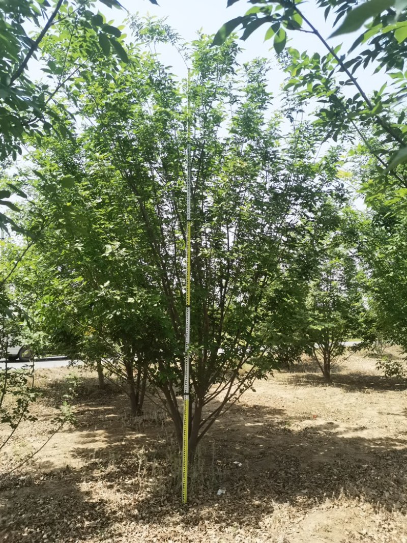 丛生白蜡，精品白蜡，地产专用白蜡，白蜡