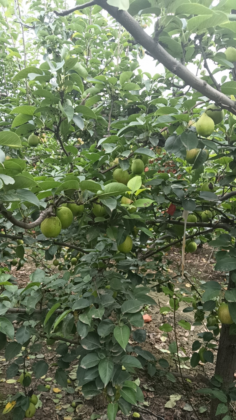 二两起步新梨七号价格优惠