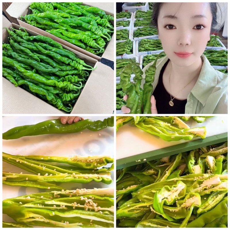 山东辣椒薄皮椒苏椒螺丝椒线椒301尖椒量大从优