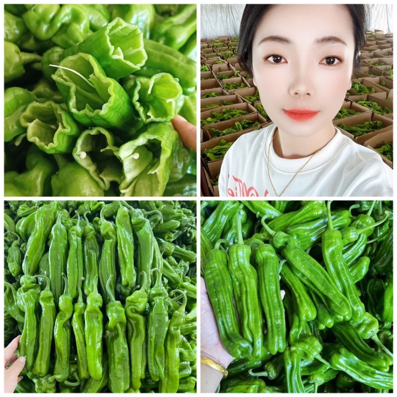 山东辣椒薄皮椒苏椒螺丝椒线椒301尖椒量大从优