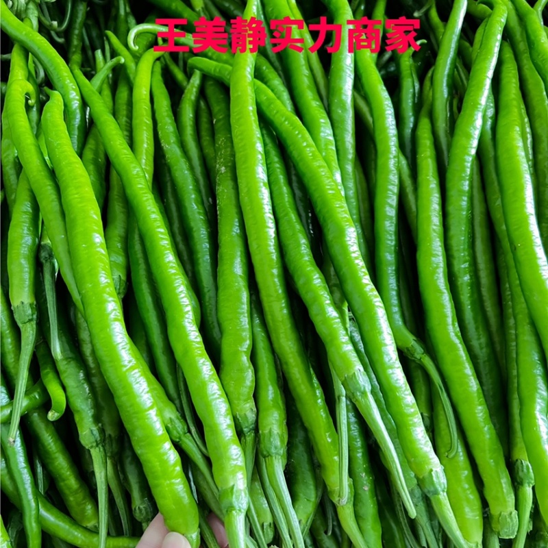 山东辣椒薄皮椒苏椒螺丝椒线椒301尖椒量大从优