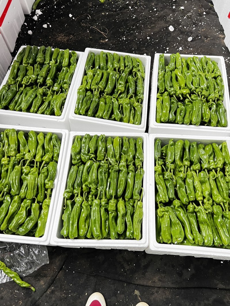 山东辣椒薄皮椒苏椒螺丝椒线椒301尖椒量大从优