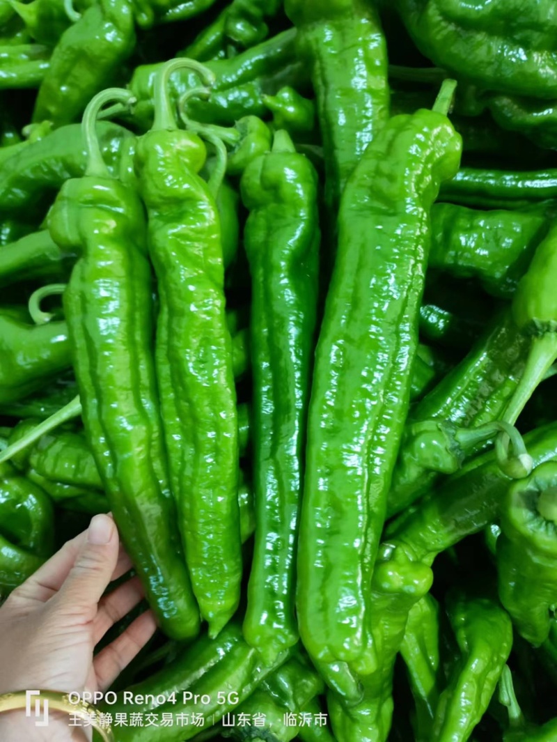 山东辣椒薄皮椒苏椒螺丝椒线椒301尖椒量大从优