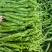 山东辣椒薄皮椒苏椒螺丝椒线椒301尖椒量大从优