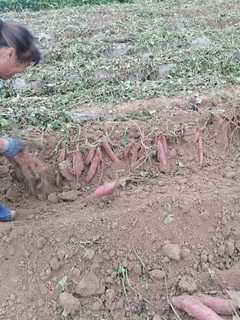 【秦署五号】陕西红薯一手货源条形顺直烤署无擦伤断头有网袋纸箱