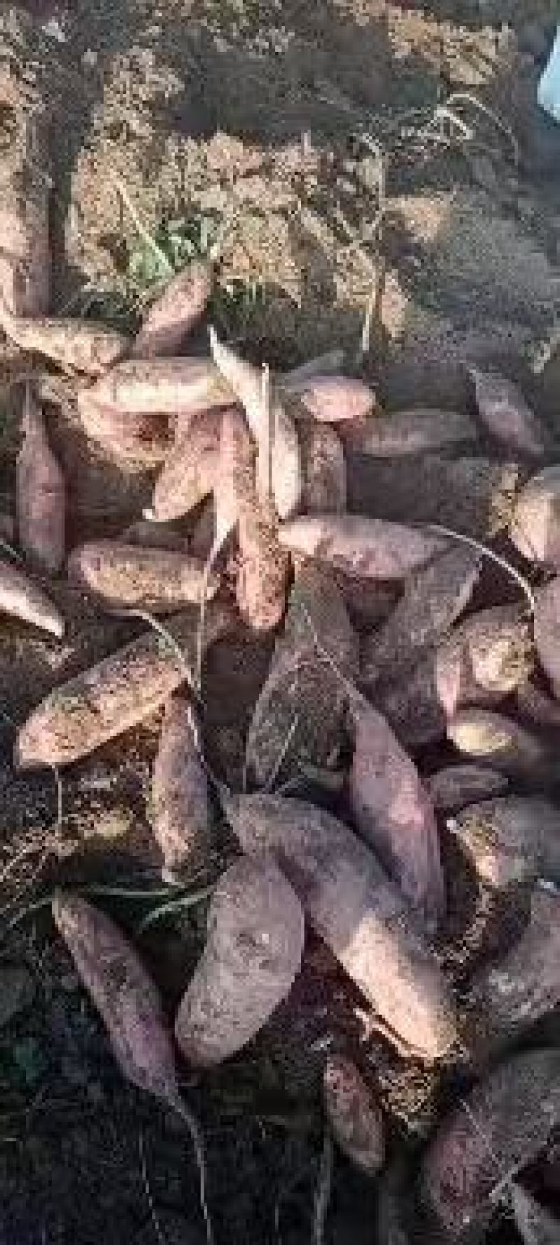红薯龙薯视频看货质量保证对接批发商超烤薯店