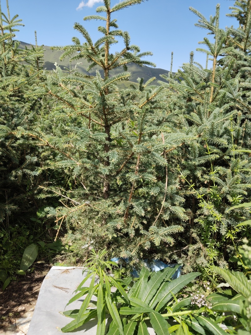 一米以上的松树