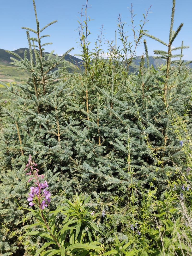 一米以上的松树