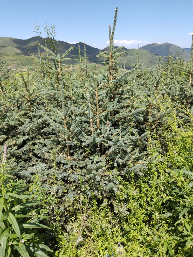 一米以上的松树