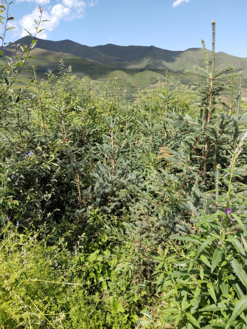 一米以上的松树