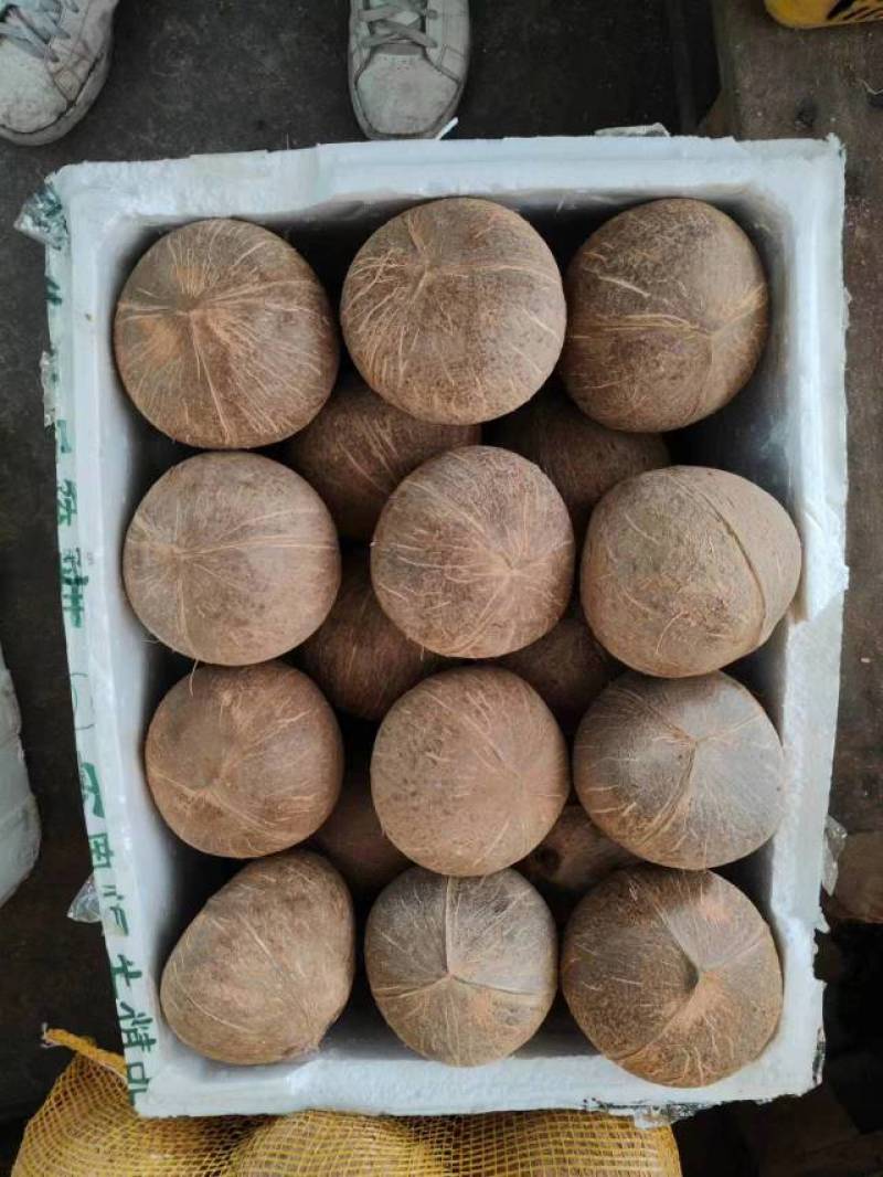椰皇抛光黑椰子