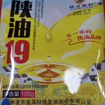 陕油19/甘杂5号油菜种子高油抗冻耐旱