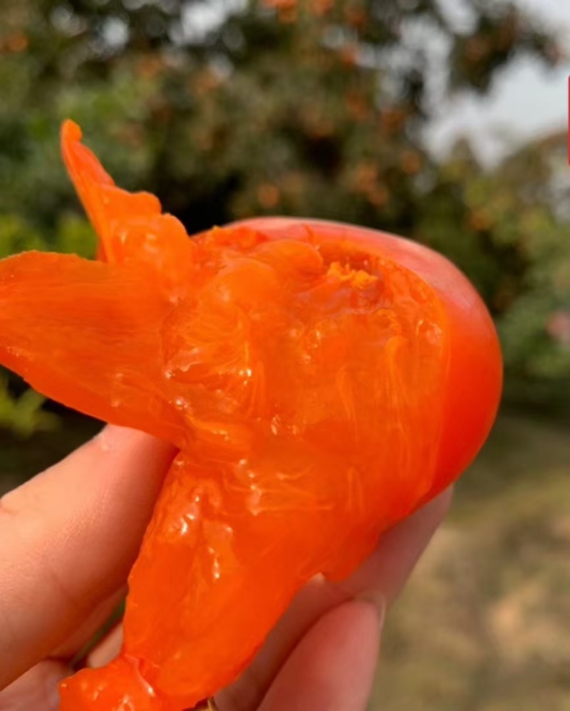 陕西火葫芦柿子，火晶柿子，大量上市，对接全国
