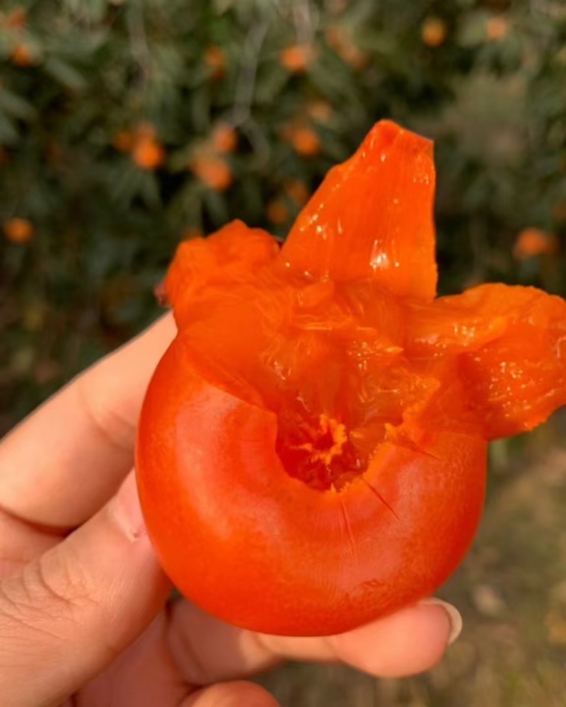 陕西火葫芦柿子，火晶柿子，大量上市，对接全国