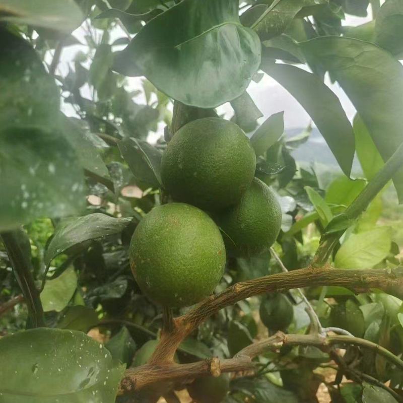 云南精品冰糖橙，24年新果现摘发货，保质保量量大可优惠