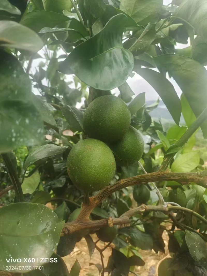 云南精品冰糖橙，24年新果现摘发货，保质保量量大可优惠