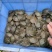 中华鳖小甲鱼苗大苗100只水鱼苗王八团鱼苗外塘养殖龙饲料