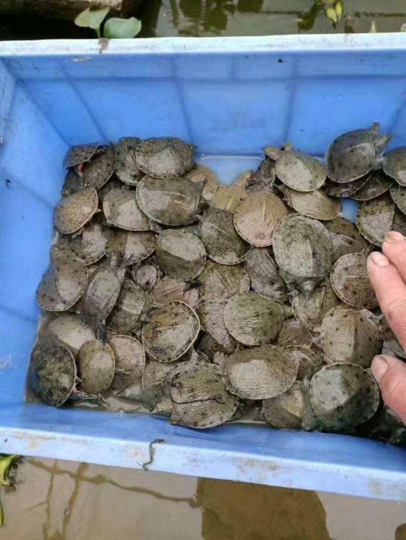 中华鳖小甲鱼苗大苗100只水鱼苗王八团鱼苗外塘养殖龙饲料