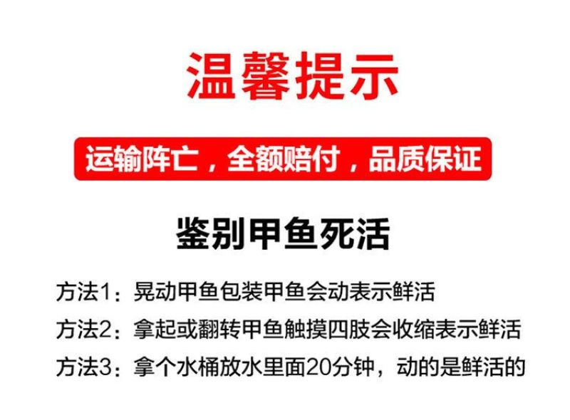 中华鳖小甲鱼苗大苗100只水鱼苗王八团鱼苗外塘养殖龙饲料