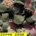 中华鳖小甲鱼苗大苗100只水鱼苗王八团鱼苗外塘养殖龙饲料