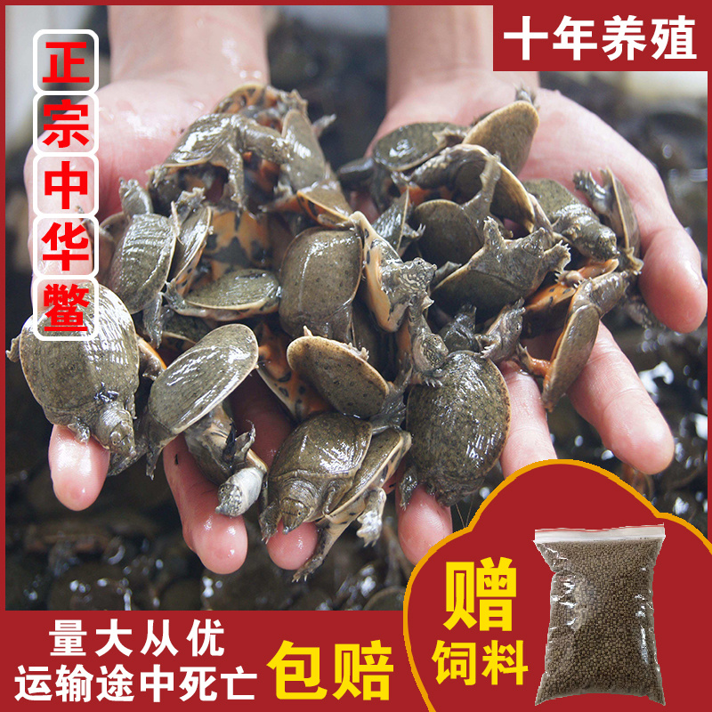 中华鳖小甲鱼苗大苗100只水鱼苗王八团鱼苗外塘养殖龙饲料
