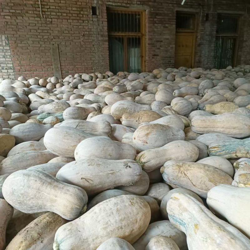 精品密本南瓜