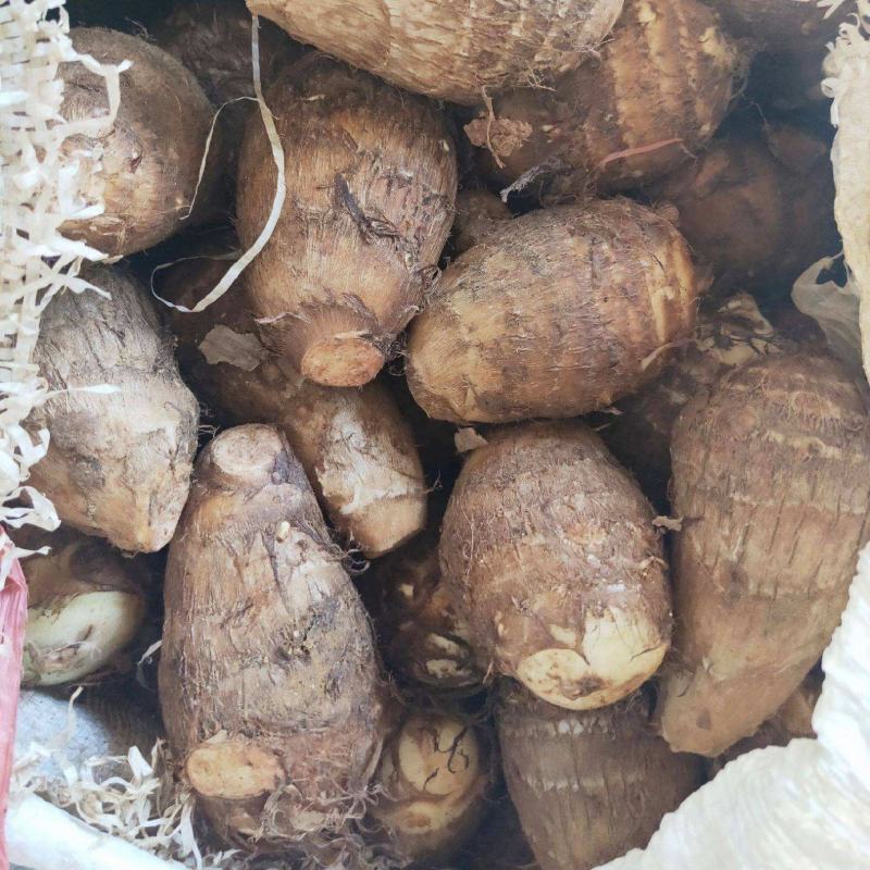 精品芋头8520大量现货，坏烂包赔，全国发货山东产地直发
