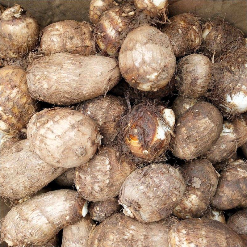 精品芋头8520大量现货，坏烂包赔，全国发货山东产地直发
