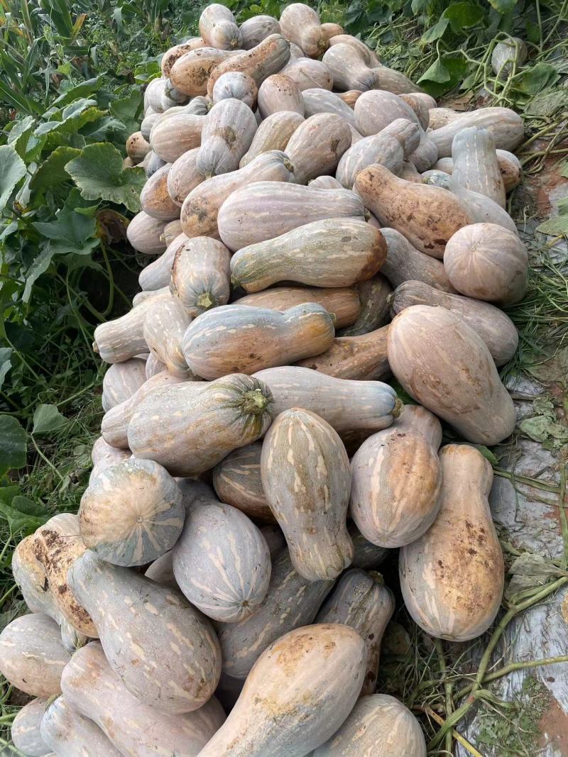 金船蜜本南瓜大果老金船高海拔山地种植