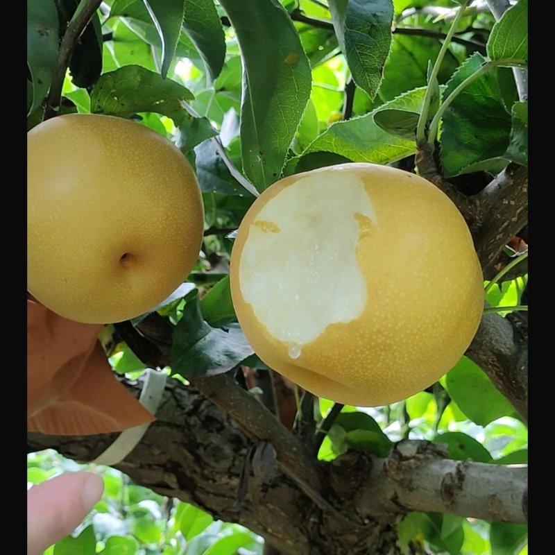 【电商代发】山东冰糖丰水梨脆甜多汁现摘现发当天发货源头厂