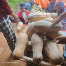 云南山地种植南瓜老蜜本南瓜正在上市。蜜本1号口感自然甜。