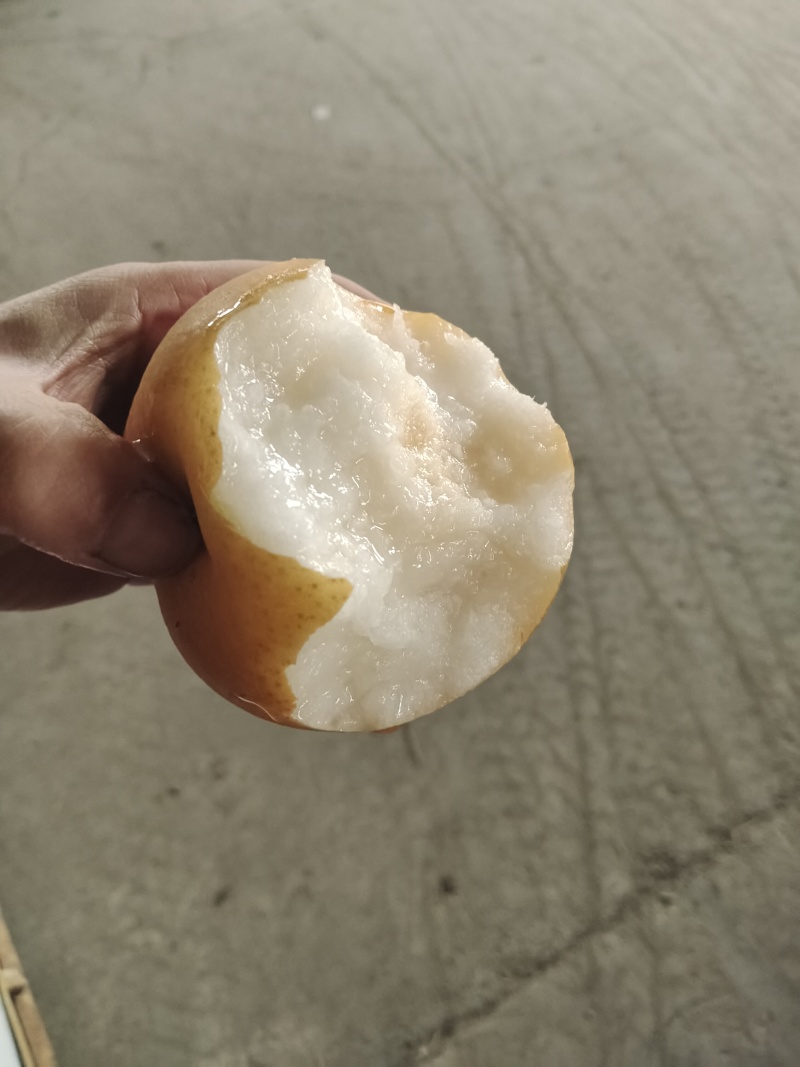 【电商代发】山东冰糖丰水梨脆甜多汁现摘现发当天发货源头厂