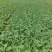 河北中甘甘蓝大量供应一手货源产地直发全国可发货