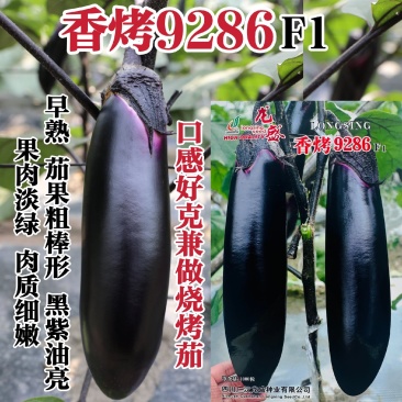 龙盛烧烤茄种子香烤9286茄子种子黑紫油亮棒茄种果肉淡绿