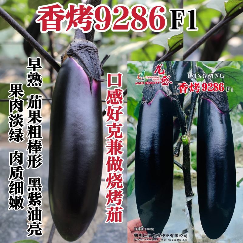 龙盛烧烤茄种子香烤9286茄子种子黑紫油亮棒茄种果肉淡绿