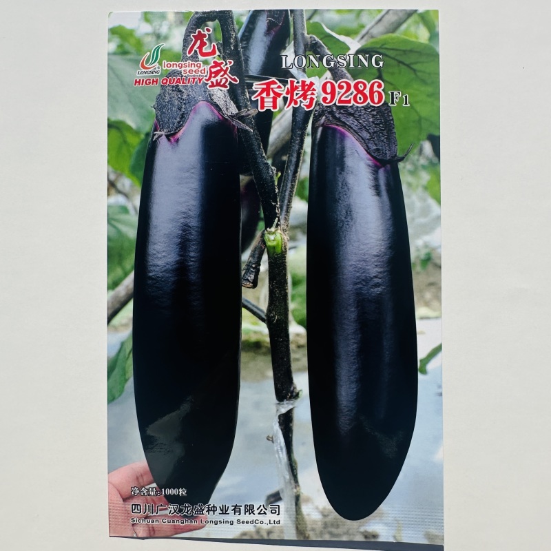 龙盛烧烤茄种子香烤9286茄子种子黑紫油亮棒茄种果肉淡绿